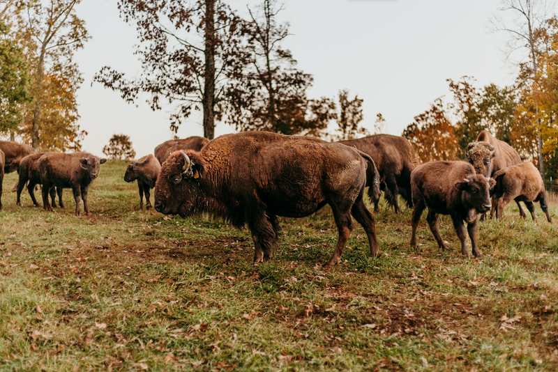 Visit South Carolina’s Largest Bison Ranch | Big Balls Ranch
