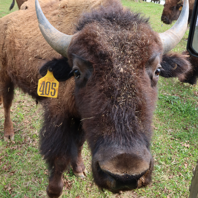 2405 (Young Bull)