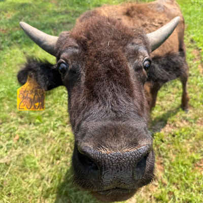 2501 (Yearling Bull)