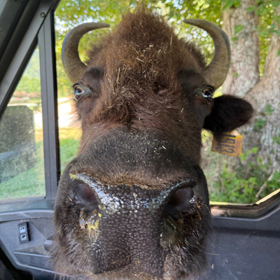 1513 (Mature Cow)