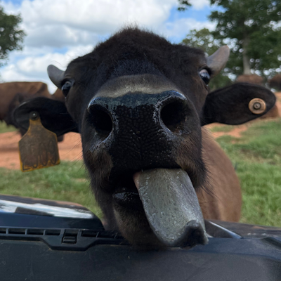 2509 (Heifer)