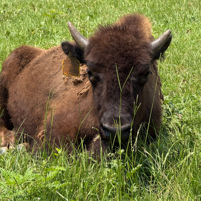 2504 (Heifer)