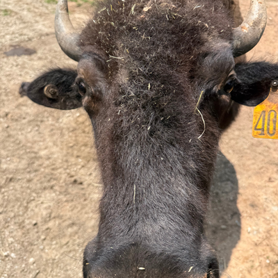 2408 (Heifer)