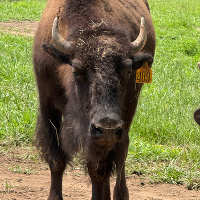 2409 (Heifer)
