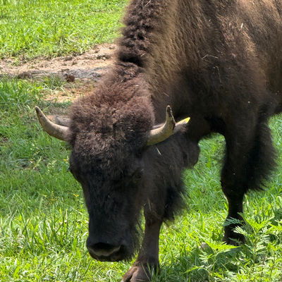 2410 (Heifer)