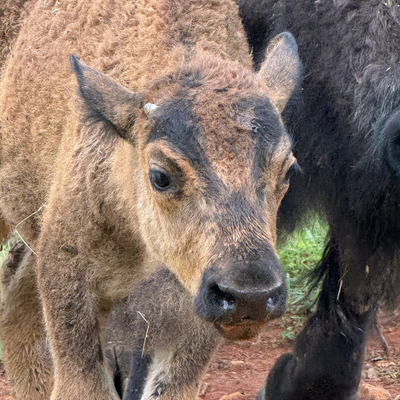 1512 Calf (2026)