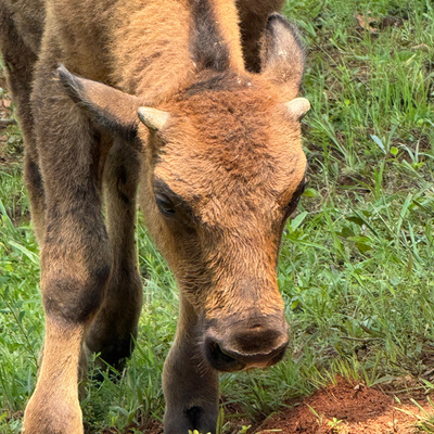 1513 Calf (2026)
