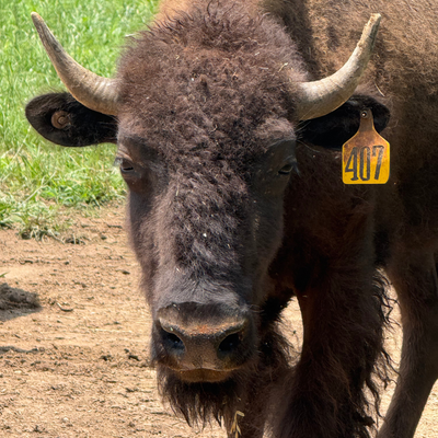 2407 (Heifer)
