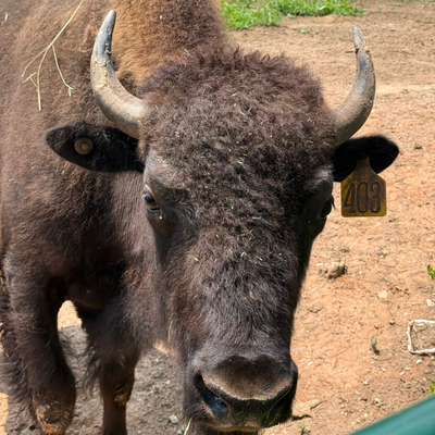 2403 (Heifer)