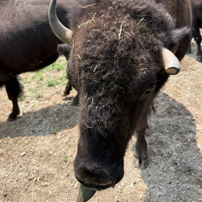 2304 (Heifer)