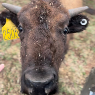 2505 (Yearling Bull)