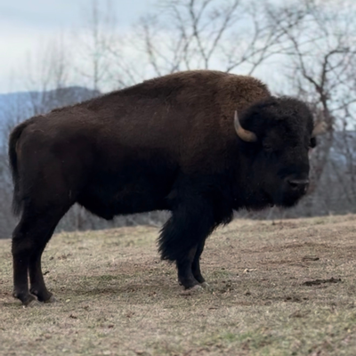 Samson (Young Breeding Bull)