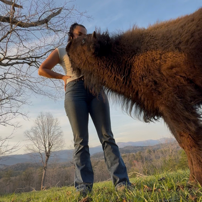 2510 (Yearling Bull)