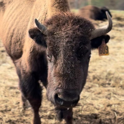 1609 (Mature Cow)