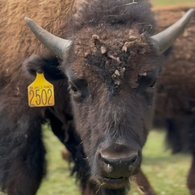 2502 (Yearling Bull)