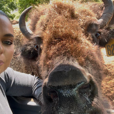 1624 (Mature Cow)
