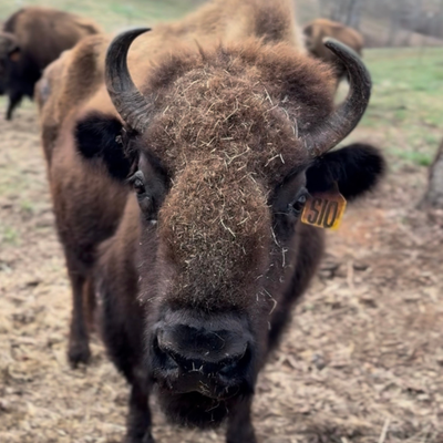 1510 (Mature Cow)