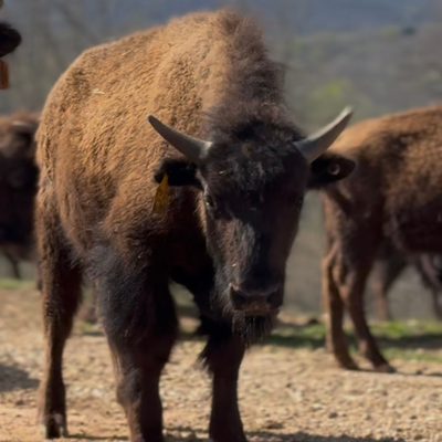 2508 (Yearling Bull)