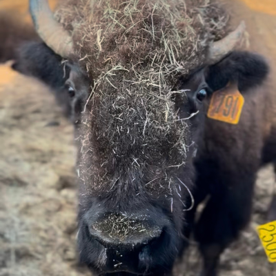 1791 (Mature Cow)