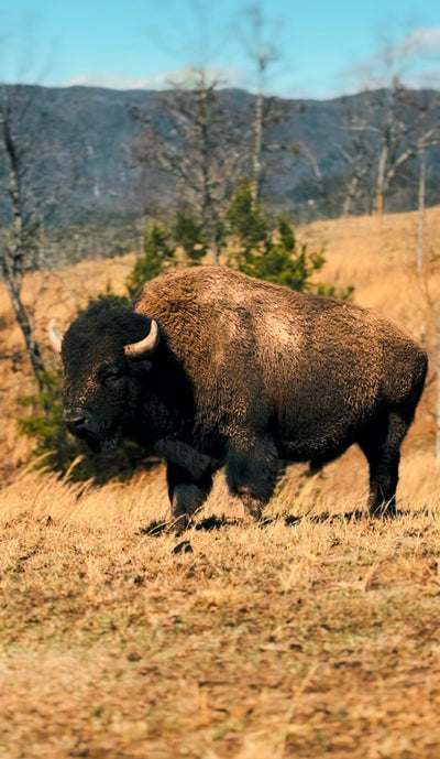Big Boy (Breeding Bull)