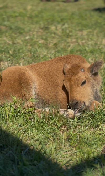 1621 Calf (2026)