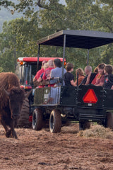 Big Balls Ranch Private Wagon Bison Tour (90 Minutes)