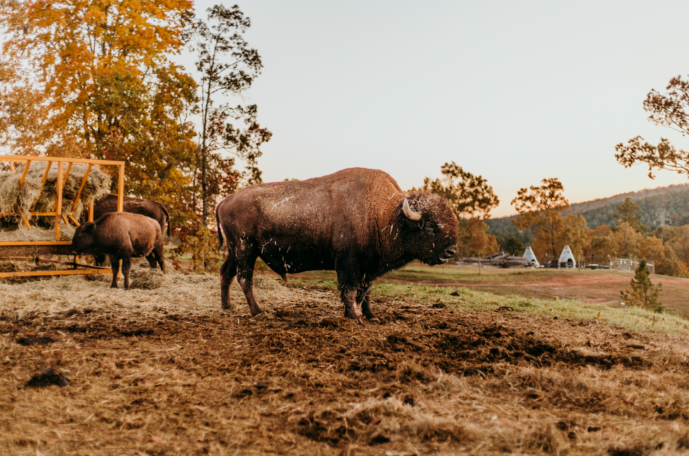Big Balls Ranch – Big Balls Ranch